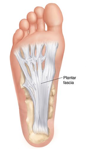 Plantar Fascia of the foot